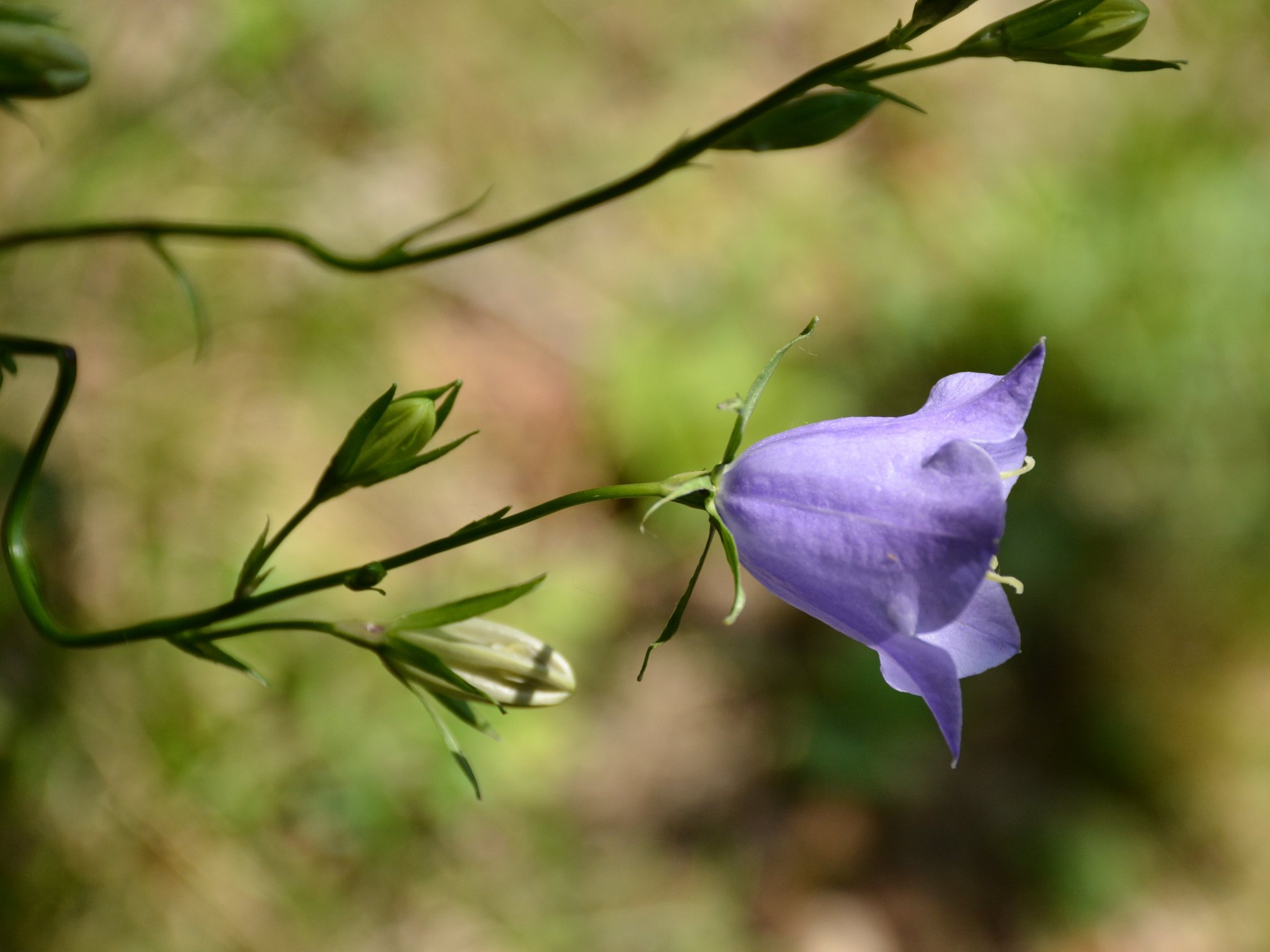 Campanula persicifolia?